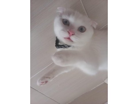 6 aylık beyaz dişi scottish fold