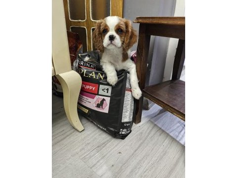 Emsalsiz cavalier king charles yavrularım ev ortamından