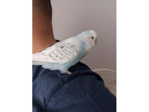 Yerli jumbo muhabbet kuşu duman