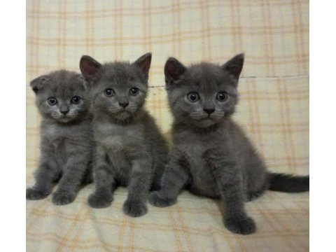 British shorthair yavrular
