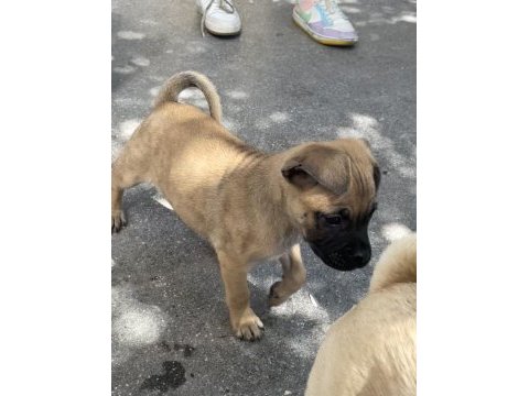 Anne pug baba alman kurdu 3 aylık erkek köpek