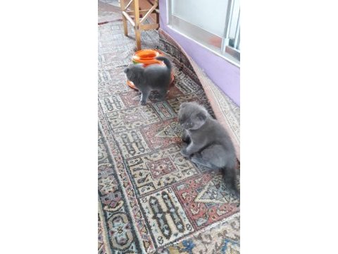 Sevimli oyuncu bebekler scottish fold