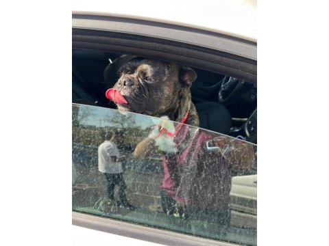 Tuvalet eğitimli french bulldog