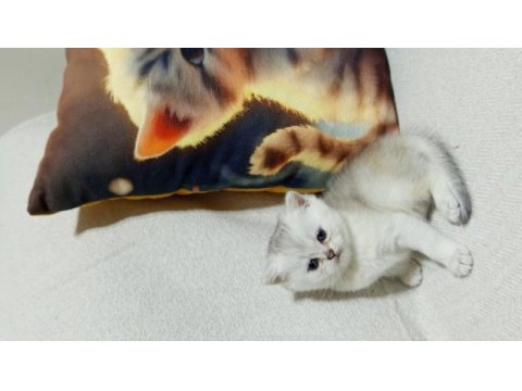 British shorthair yavrularımız yeni yuvalarını arıyorlar