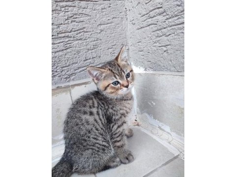 Scottish fold 2 aylıklar uygun puana