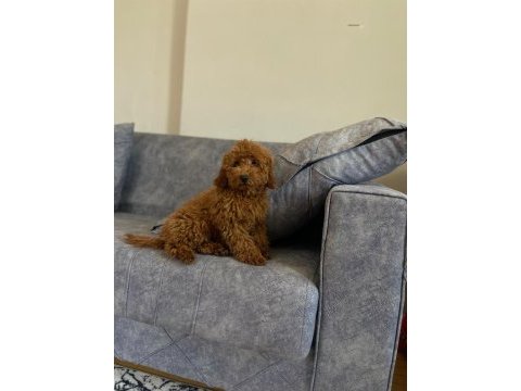 A kalite toy poodle kızımız