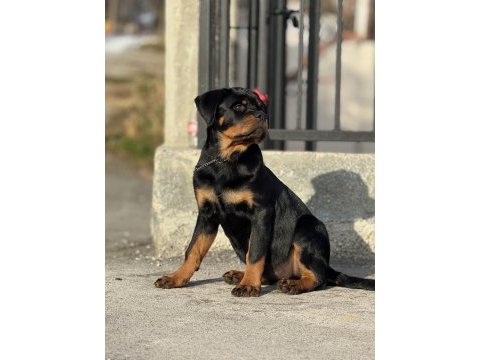 Extrem rottweiler