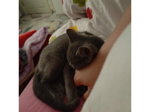4 aylık sağlıklı british shorthair