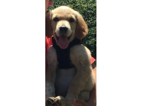 Golden retriever sağlıklı yer sıkıntımız var