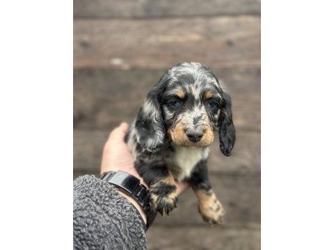 Dachshund bebekler tüm güzelliğiyle