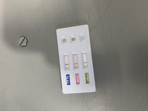 Maltipoo dilber yeni ailesini arıyor