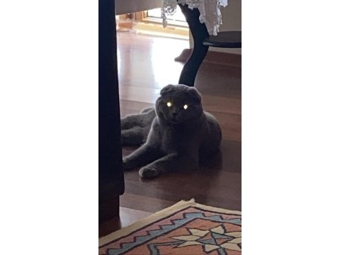 Scottish fold 8 aylık
