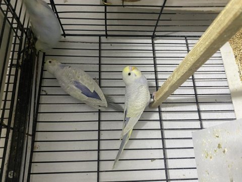 Rainbow greywing muhabbet kuşu yavrular