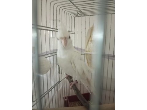 Erkek yada dişi eşe uygun 3 sultan papağanı