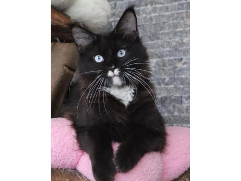 Türkiyede ilk renkli gözlü dev maine coon kediler
