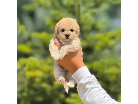 Sevimli erkek maltipoo yavrumuz
