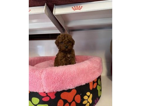 Toy poodle babyface yavrularımız