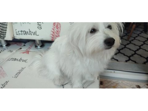 Temiz 7 aylık maltese terrier dişi sevimli köpeğimiz