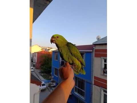 Sarı ense amazon papağanı