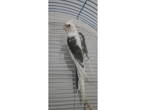 Satılık sultan papağanı