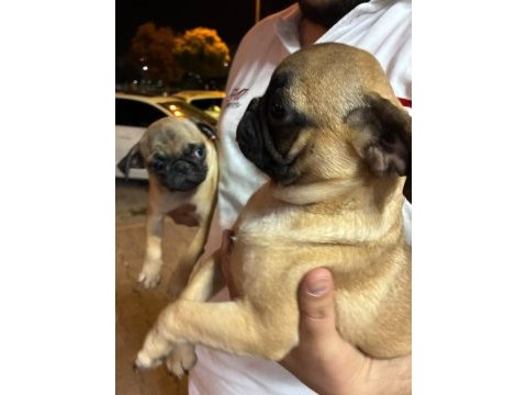 Irk ve sağlık garantili pug köpeklerimiz