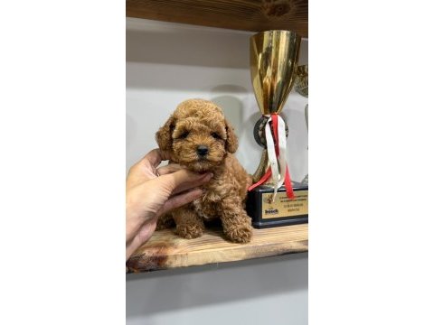Orjinal toy poodle yabruları 