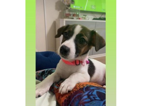 Jack russell iki aylık minik yavru