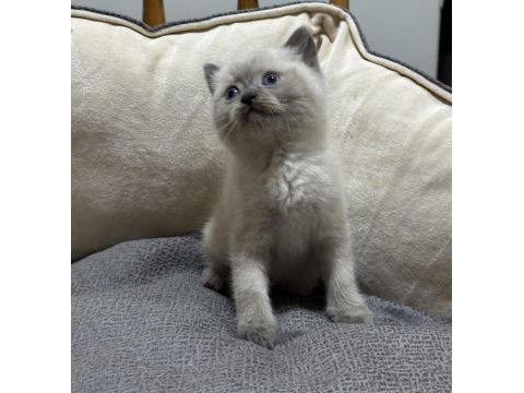 British shorthair ve blue point yavrular