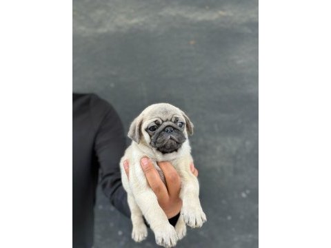 Safkan orjinal ırk pug mops yavrularımız