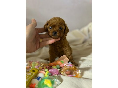 Teacup red brown kore poodle yavrular