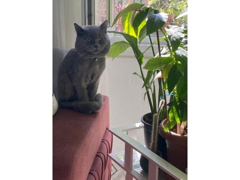 Erkek british shorthair 9 aylık