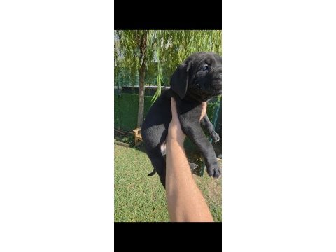 2 erkek cane corso siyah ve blue
