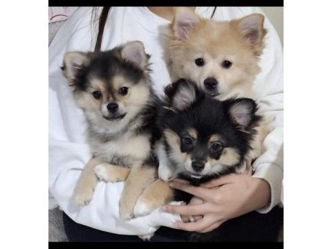 7 aylık pomeranian yavruları
