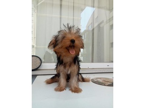 Yorkshire terrier yavrularımız