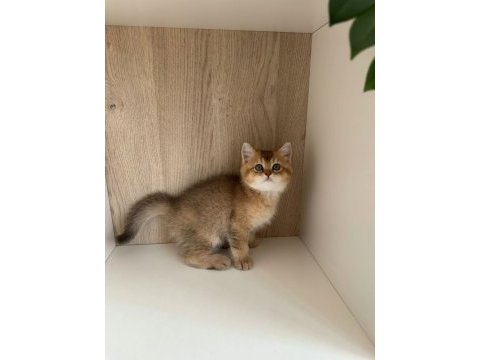 British shorthair golden
