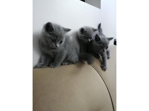 British shorthair bebekler