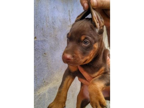 Şampiyon soydan doberman yavrular