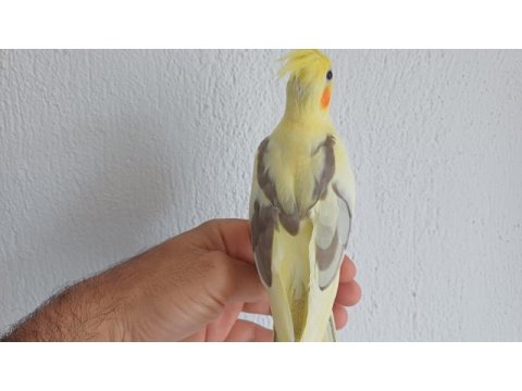 Ele aşık yavru sultan papağanı el besleme