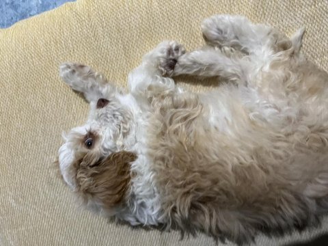 Acil sıcak yuva köpeğimize