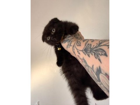 Scottish fold dişi çikolata bitter bebek