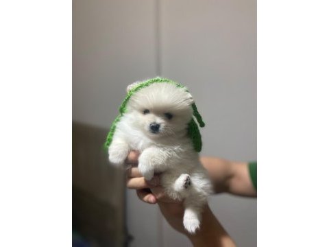 Sevimli pomeranian prenses