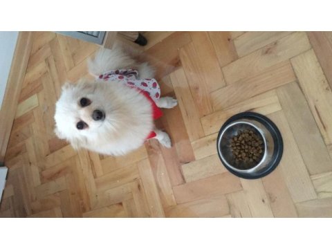 Sivri burun pomeranian