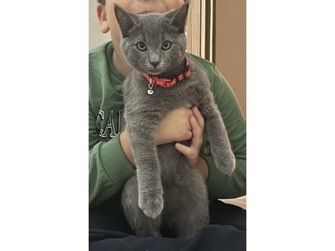 7 aylık erkek british shorthair