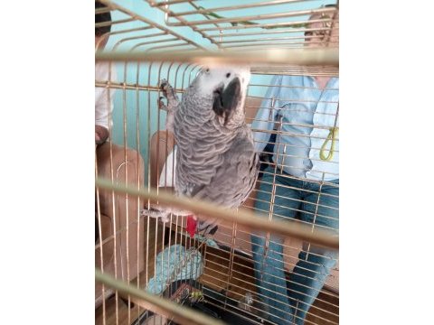 3 yaşında jako papağanı