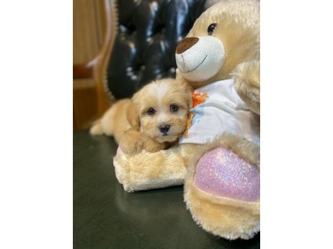 Safkan orjinal a class maltipoo