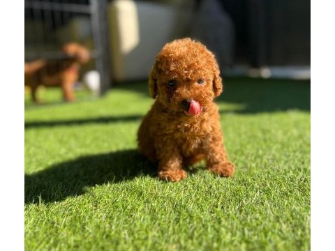 Orjinal toy poodle yavrularımız