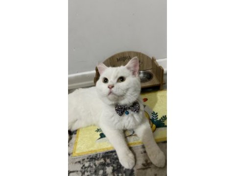 Pamuk kedimiz mişhamı sahiplendirme