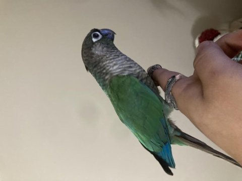 Konuşan oyun hamuru konur papağanı