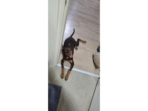 5.5 aylık eğitimli aşıları tam kızıl doberman
