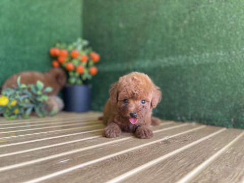 Toy poodle köpekler referans yavrular